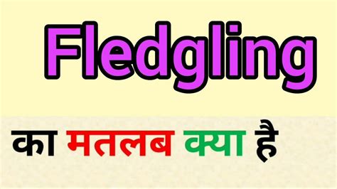 fledgling meaning in hindi